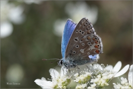 <p>MODRÁSEK JETELOVÝ (Polyommatus bellargus) jižní Morava - Poudřanská step --- /Adonis blue - Himmelblauer Bläuling/</p>